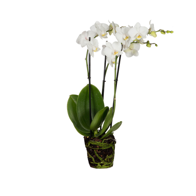 Orchid Phalaenopsis